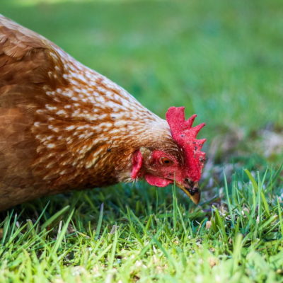 Dossier Vogelgriep