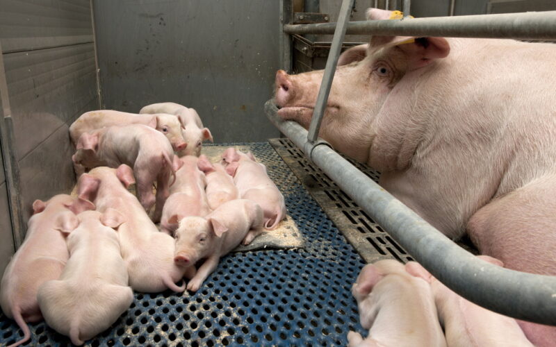 Inzicht in immuniteit tegen Streptococcus suis infecties bij jonge ...