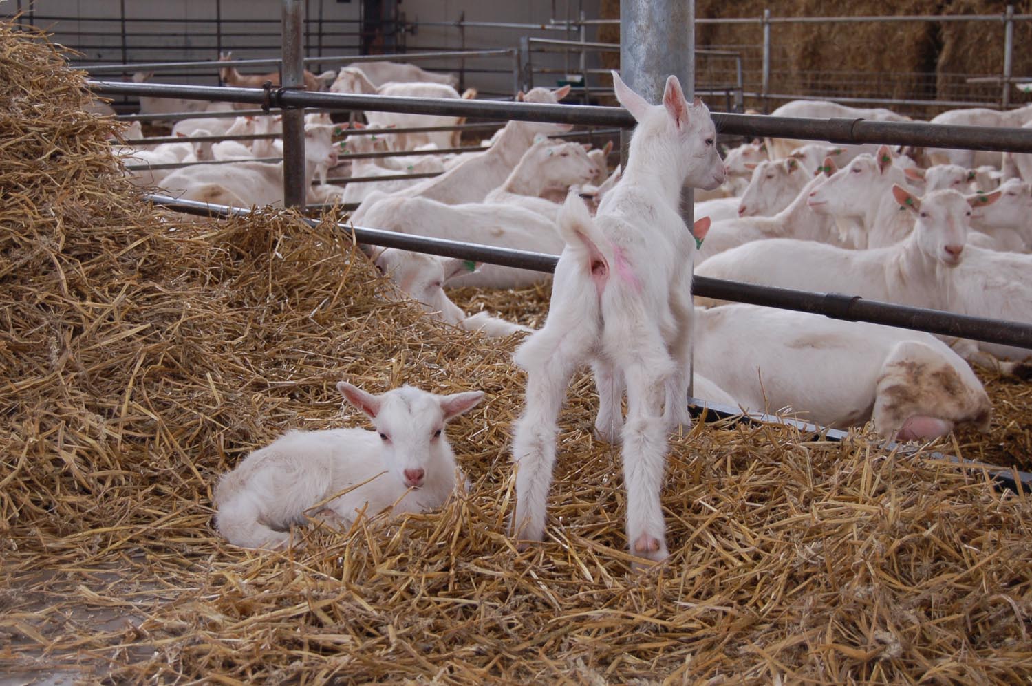 Schaap-Geit – Veehouder en Veearts